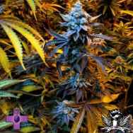 Gage Green Seeds Grape Stomper X OG (underdawg) F1